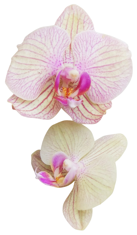 orchidea